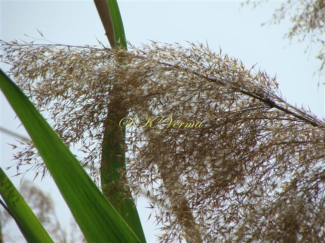  Mature inflorescence